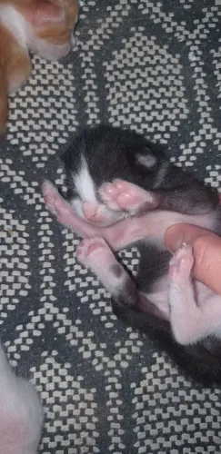 Gatos frajolihas