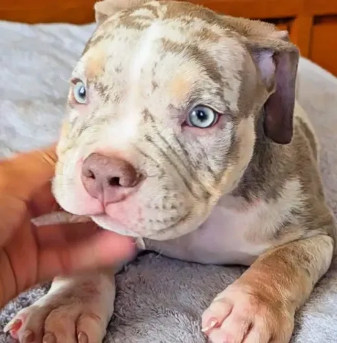 American Bully