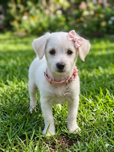 Doação cachorrinha sem raça definida