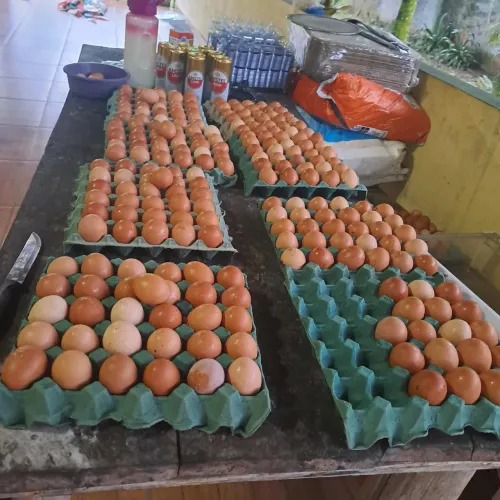 Ovos de galinha caipira