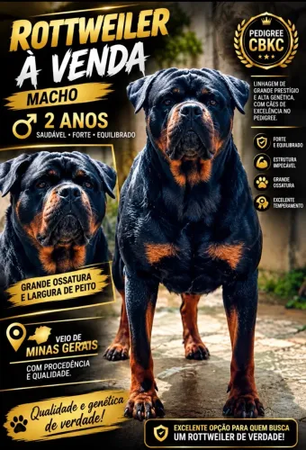ROTTWEILER MACHO À VENDA - 2 ANOS | PEDIGREE CBKC