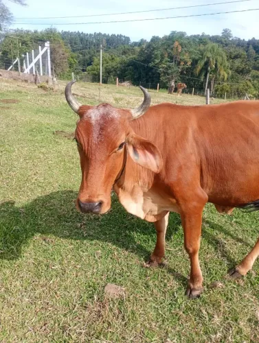 Vaca