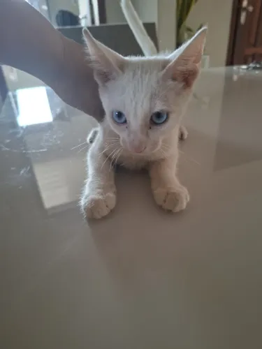 Doação gatinha