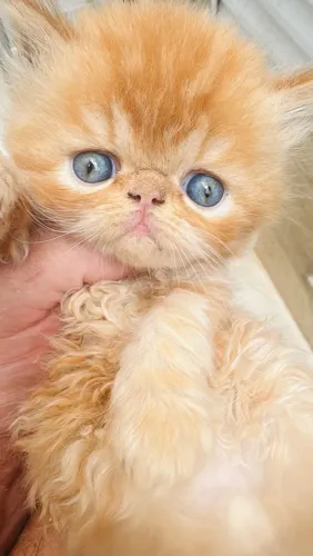 Filhote de gatos 