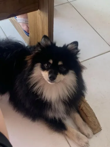 Bull procura namorada 