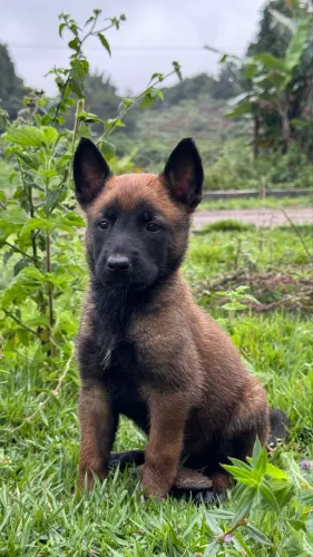 Cachorro 
