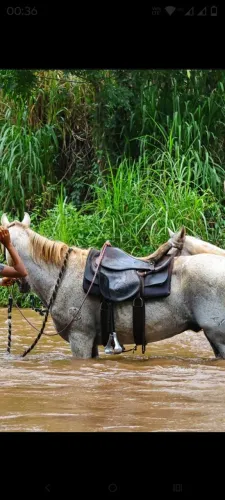 Cavalo