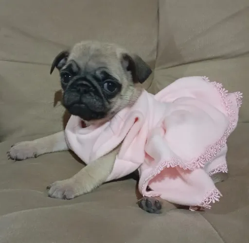 Filhotes de Pug fêmea e macho 