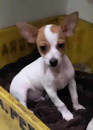 Pinscher Linhagem 1x0 lindos e cores diferentes 