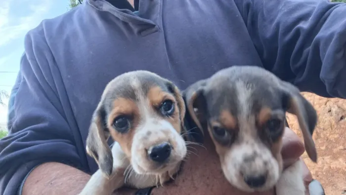 Beagle puro