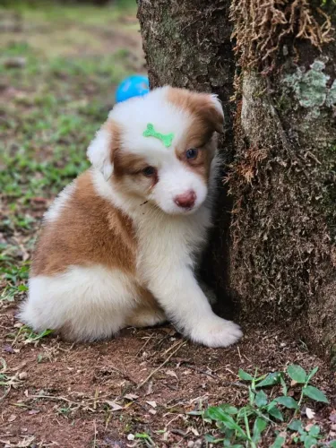 Border Collie  | @Canilalesnewworld