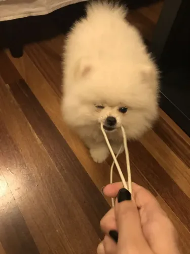 Spitz Alemão 