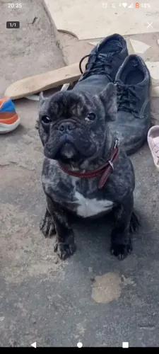 Bulldog francês macho