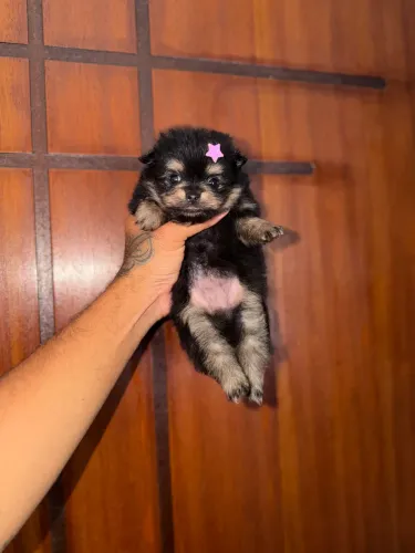 Lulu da pomerania fêmea preta anão