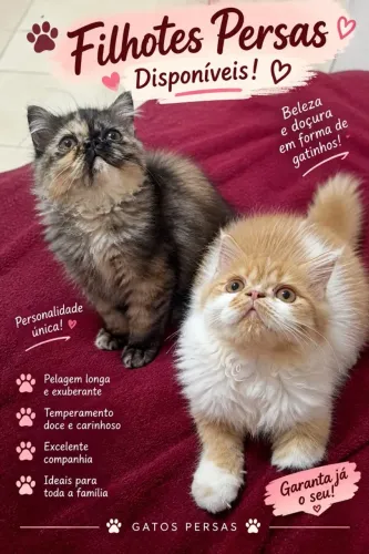 Filhotes Persas