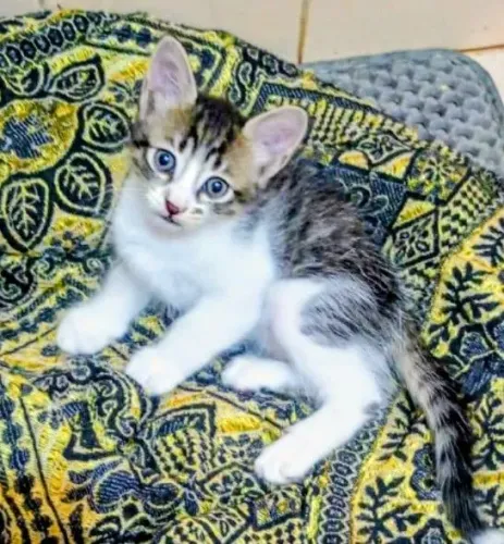 Gatinho 2 meses, saudável e muito ativo