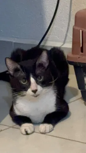 Gato para doação