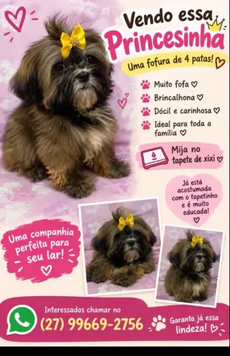 Vendo cachorrinha shitzu 