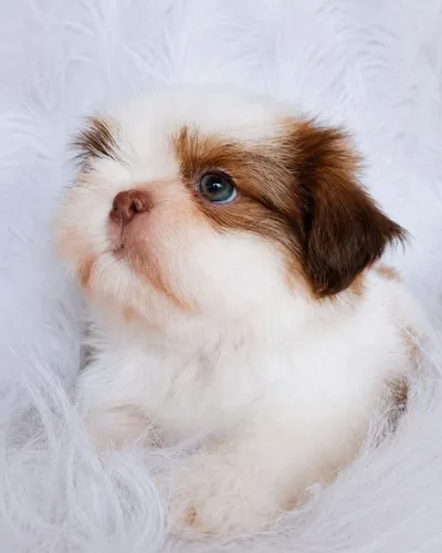 SHIH TZU OLHOS VERDES CHOCOLATE