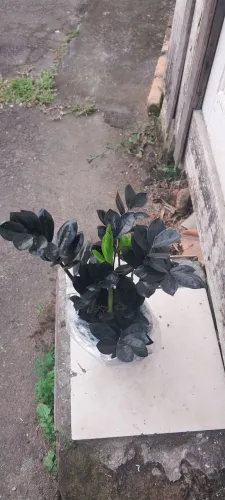 Zomiuculca Black