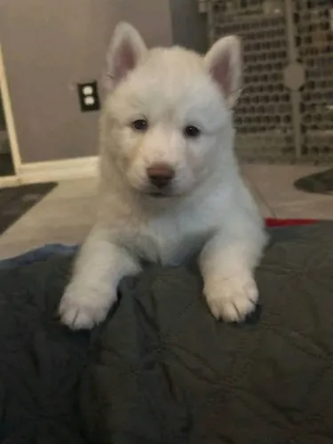 Filhotes de Husky Siberiano | Sempre trazendo bons momentos.