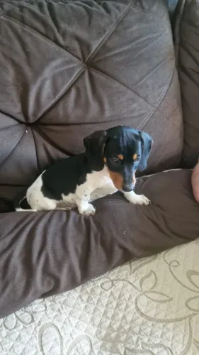 Filhote de Dachshund (Salsichinha) Pelagem Piebald