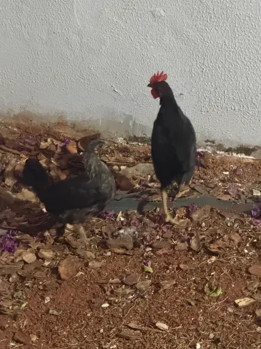 Doação - Casal Galizé