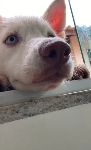 Estou doando husky