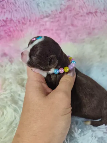 CHIHUAHUA pelo longo Chocolate e branca
