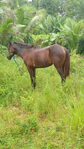 Cavalo no precinho