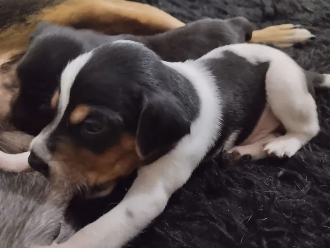 Cachorrinhos Pincher com viralata 