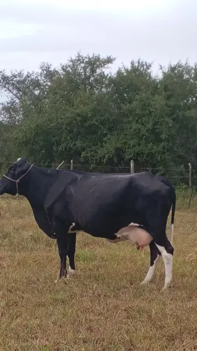 vacas perto de parir, 12 mil a negociar 