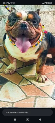 Padreador American Bully tri Black merle