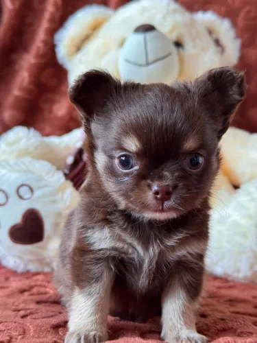 Filhote Chocotan Chihuahua- Linhagem altíssimos padrão