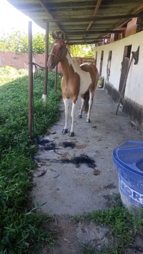 Potra Pampa mangalarga marchador - genuína de picado