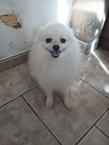 Cachorro Lulu da Pomerânia