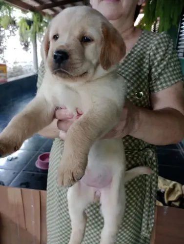 Filhotes Goldador | Pai Golden e Mãe Labrador ambos com Pedigree
