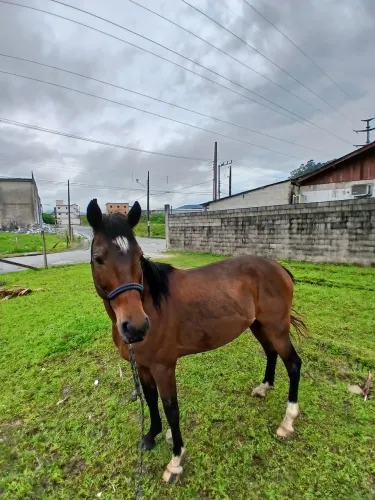 Cavalo crioulo