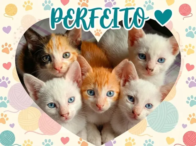 Doa-se gatinhos