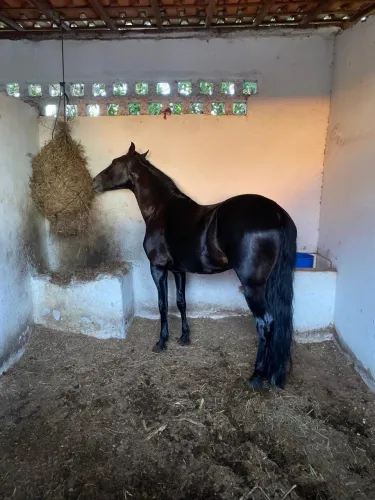 Cavalo mangalarga marchador, marcha picada genuína