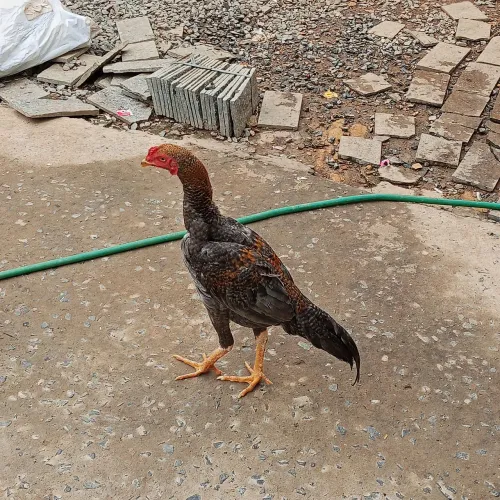 Frango Caipira