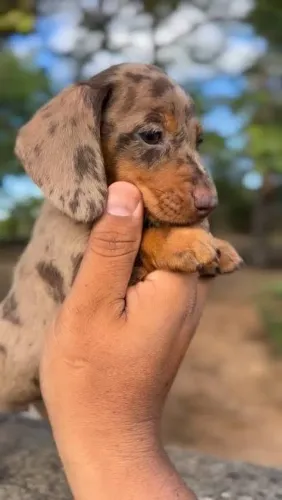 Filhote de Basset dachshund Fêmea chocomerle