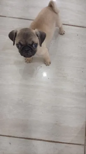 Vendo filhote de pug