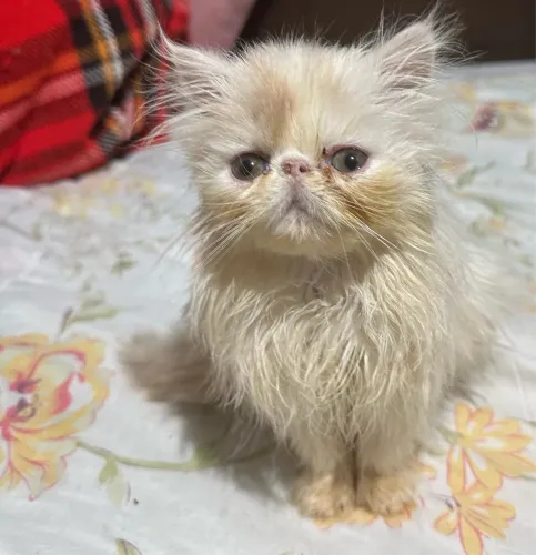Gato persa