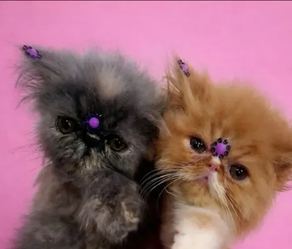 FEMEAS - FILHOTE DE GATO PERSA