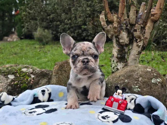 Bulldog francês MERLE AND TAN macho