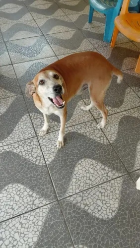Doação de Cachorro