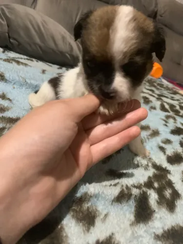 Chihuahua
