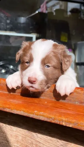 Border collie encantador