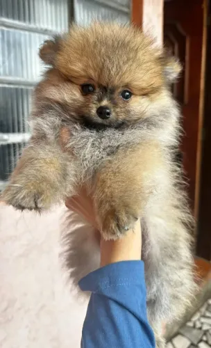 Cachorro filhote lulu da pomerânia